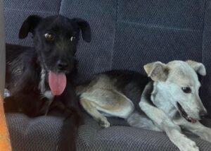 WhatsApp Image 2025-06-04 at 21.52.20 (1)