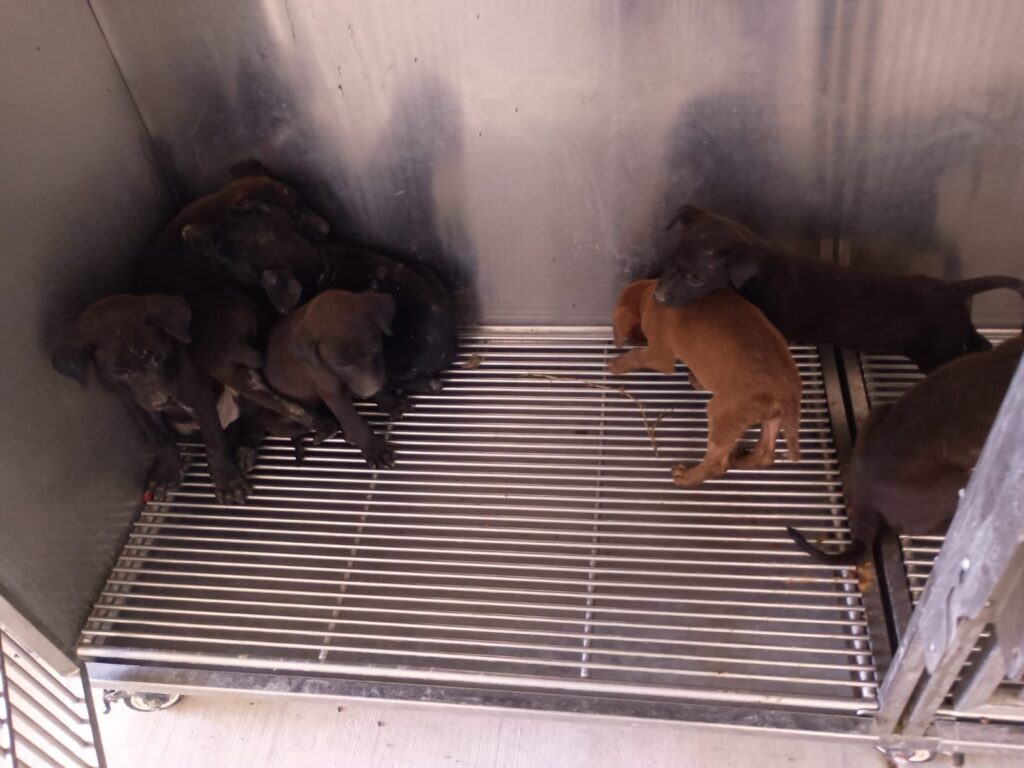 WhatsApp Image 2025-07-15 at 4.11.05 PM (4)