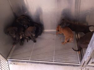 WhatsApp Image 2025-07-15 at 4.11.05 PM (4)