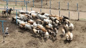 WhatsApp Image 2026-02-06 at 20.40.13